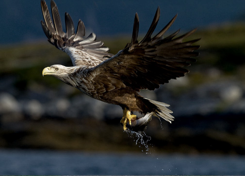 SEA EAGLE